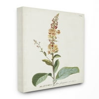 Stupell Industries Botanical Plant Illustration Flowers Vintage Design Canvas Wall Art by Unknown
