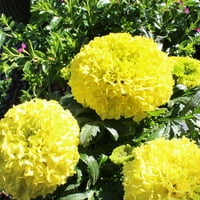 Stručni vrtlar živa biljka na otvorenom žuta ili narandžasta Afrička nevena 12 - 16 visoka, 1g dekorativna