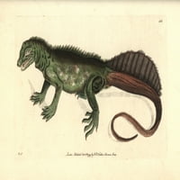 Amboina Jedrini gušter, Hydrosaurus Amboinensis Poster Print ® Florilegije Mary Evans