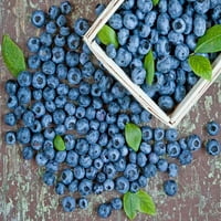 Expert Gardener 2.5 QT Blueberry Duke Small Fruit full Sun Live Plants Blue