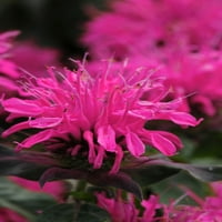 Bolje kuće i bašte žive biljke na otvorenom Monarda Bee Balm Balmy Pink, Purple 2.5 QT Sun