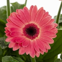 Better Homes & Gardens Quart Pink Gerbera Daisy godišnja živa biljka 5-Broj sa saksijom za uzgoj