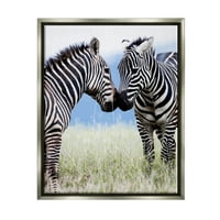 Stupell Industries Heartwarming Zebras Ljubljenje u polju životinjski životinjski divljini fotografija